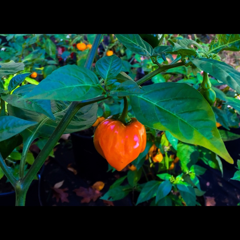 Meet your Posher, Mary beth